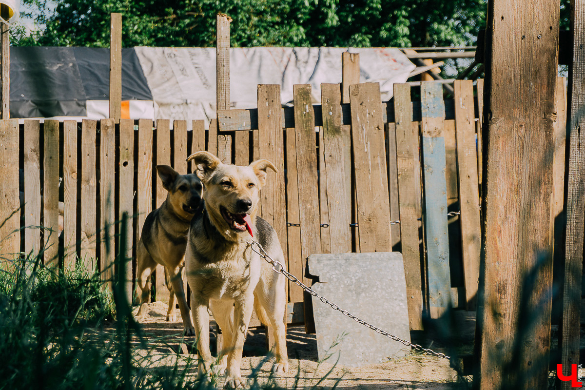 За год передержка «Натали» пристроила более 50 хвостиков к хозяевам. Разбираемся, чем двортерьеры подкупают владимирцев