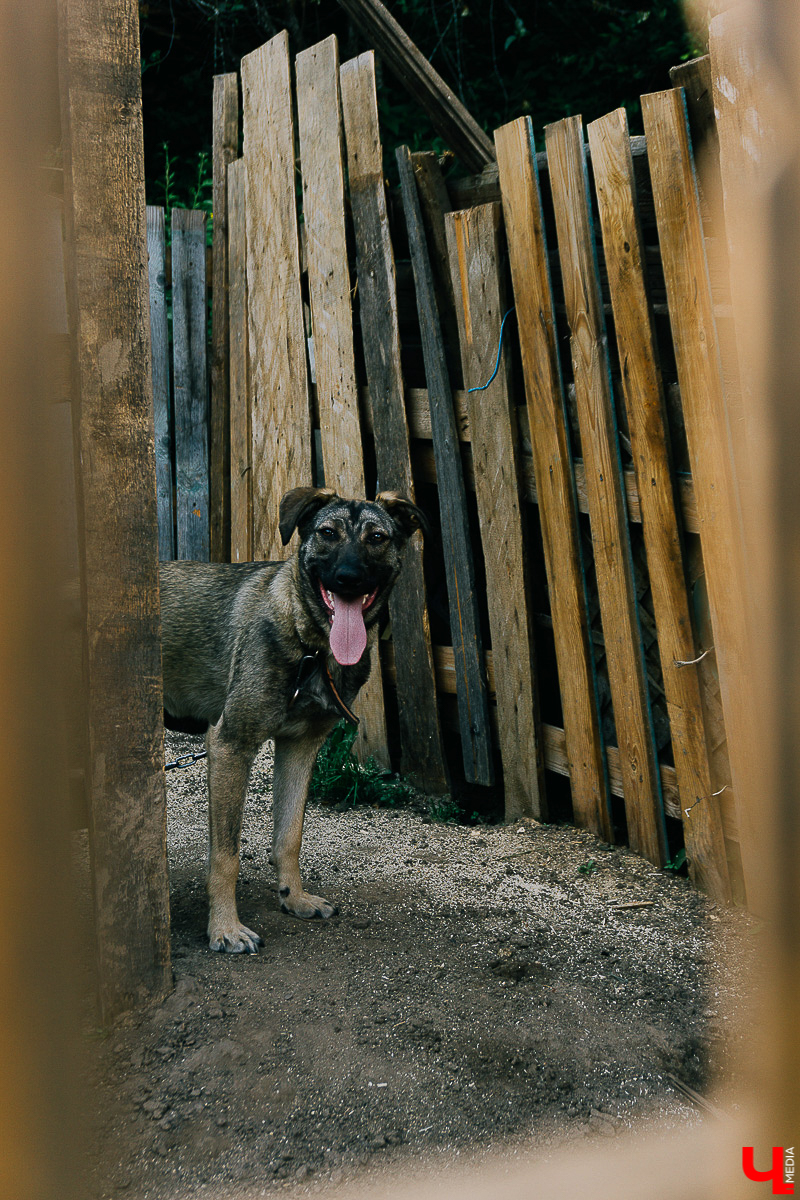 За год передержка «Натали» пристроила более 50 хвостиков к хозяевам. Разбираемся, чем двортерьеры подкупают владимирцев