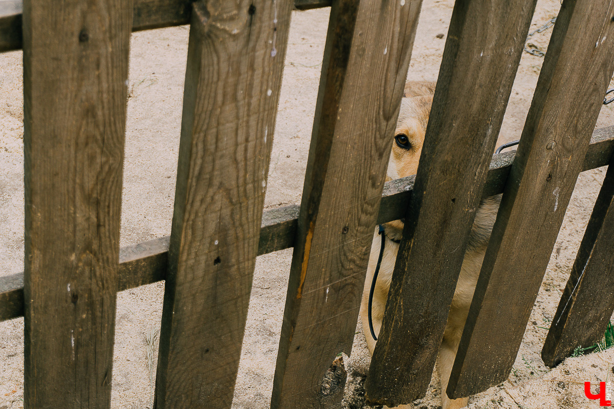 За год передержка «Натали» пристроила более 50 хвостиков к хозяевам. Разбираемся, чем двортерьеры подкупают владимирцев