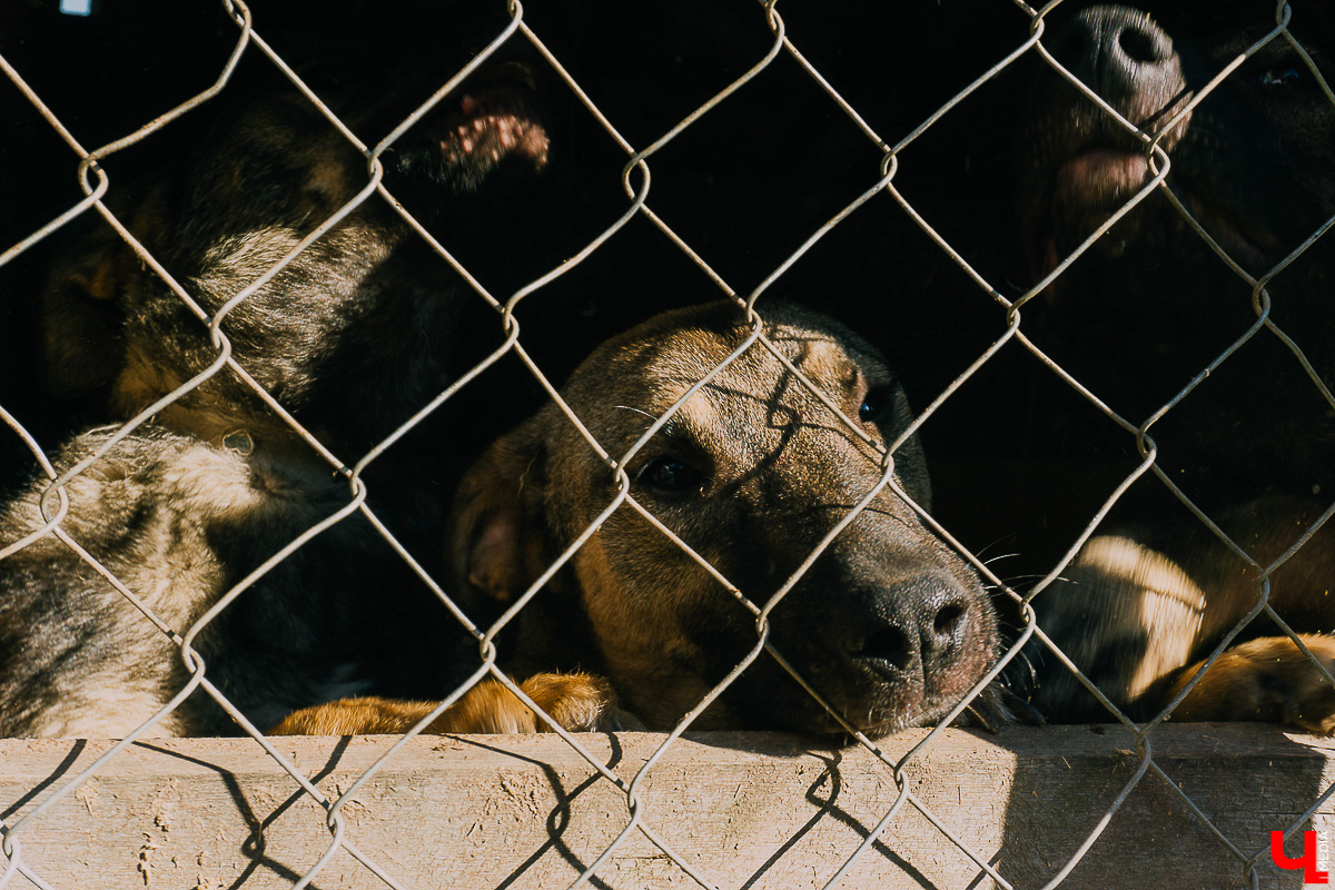 За год передержка «Натали» пристроила более 50 хвостиков к хозяевам. Разбираемся, чем двортерьеры подкупают владимирцев