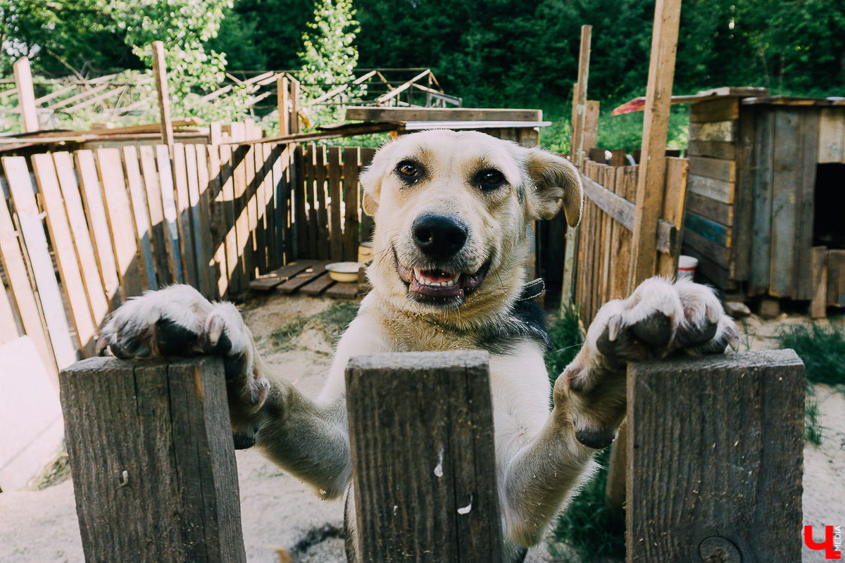 За год передержка «Натали» пристроила более 50 хвостиков к хозяевам. Разбираемся, чем двортерьеры подкупают владимирцев