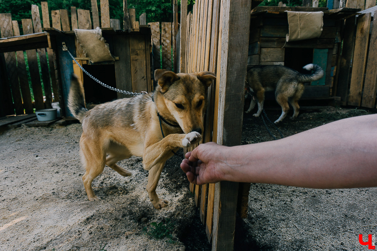 За год передержка «Натали» пристроила более 50 хвостиков к хозяевам. Разбираемся, чем двортерьеры подкупают владимирцев