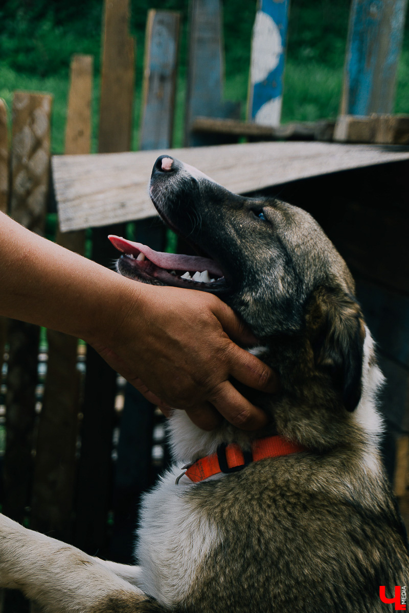 За год передержка «Натали» пристроила более 50 хвостиков к хозяевам. Разбираемся, чем двортерьеры подкупают владимирцев