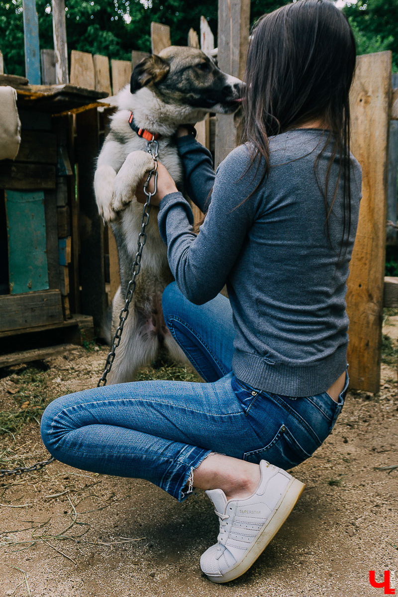 За год передержка «Натали» пристроила более 50 хвостиков к хозяевам. Разбираемся, чем двортерьеры подкупают владимирцев