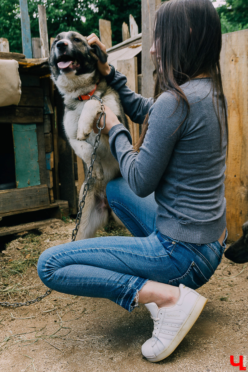 За год передержка «Натали» пристроила более 50 хвостиков к хозяевам. Разбираемся, чем двортерьеры подкупают владимирцев