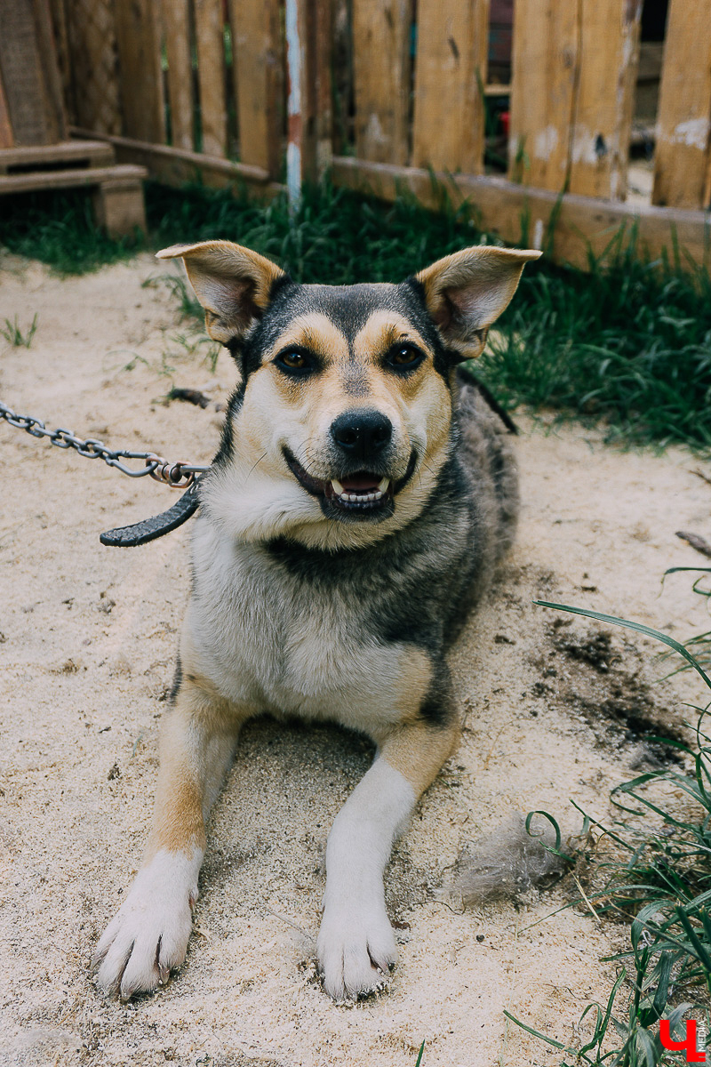За год передержка «Натали» пристроила более 50 хвостиков к хозяевам. Разбираемся, чем двортерьеры подкупают владимирцев