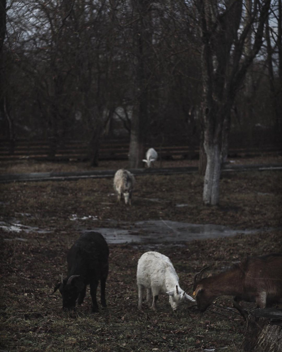 Продолжая обзор умельцев из Суздаля, поговорим о тату-мастере Анастасии Андрияновой, которая играет со страшными сказками