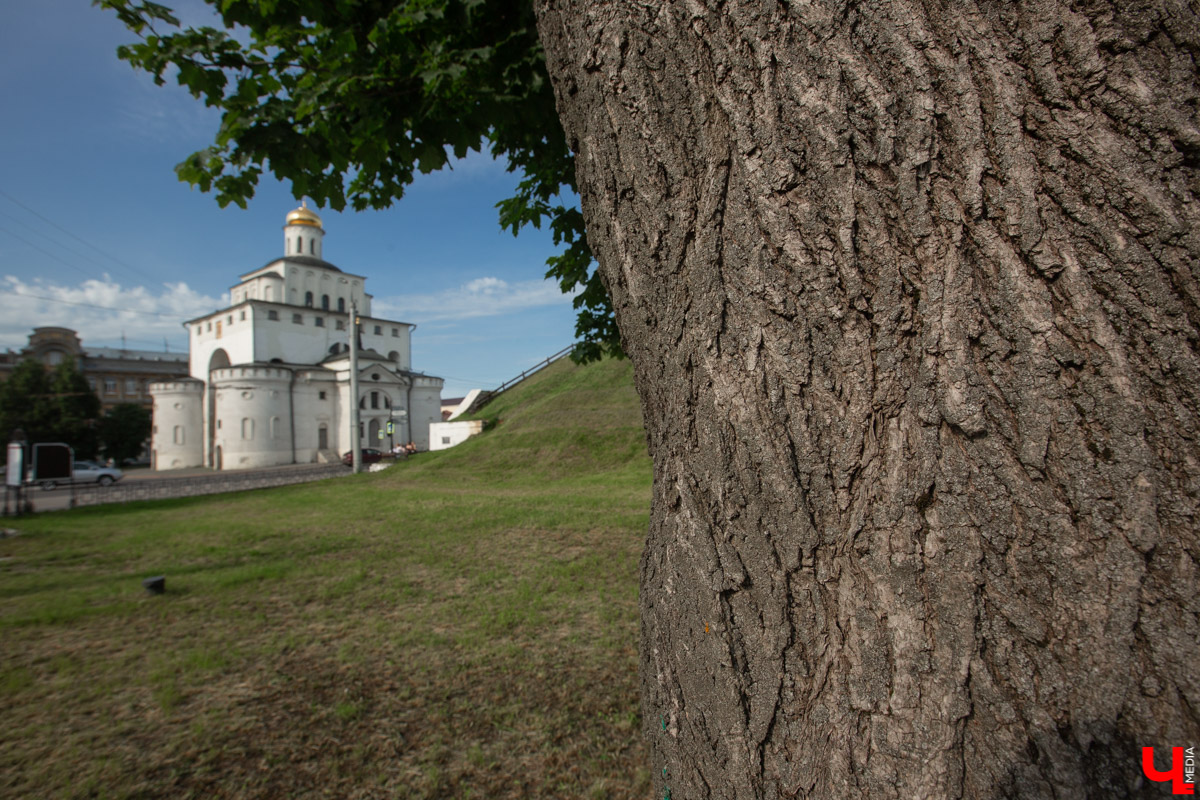 Во Владимире есть не только памятники архитектуры. Если внимательнее присмотритесь, найдете интересные природные объекты