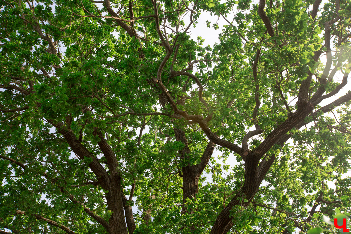 Во Владимире есть не только памятники архитектуры. Если внимательнее присмотритесь, найдете интересные природные объекты