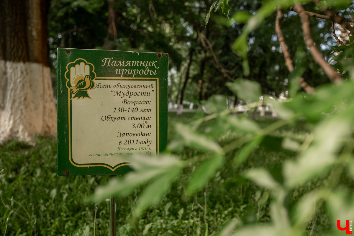 Во Владимире есть не только памятники архитектуры. Если внимательнее присмотритесь, найдете интересные природные объекты