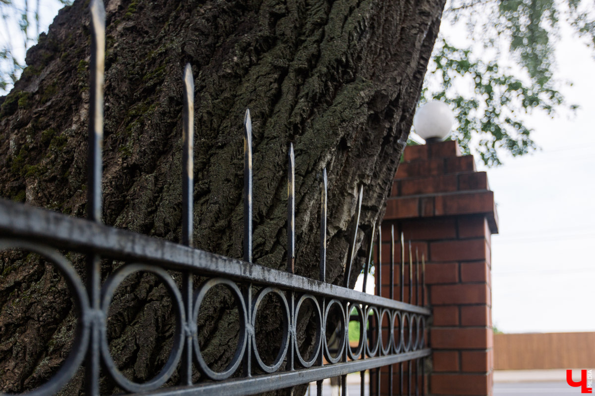 Во Владимире есть не только памятники архитектуры. Если внимательнее присмотритесь, найдете интересные природные объекты