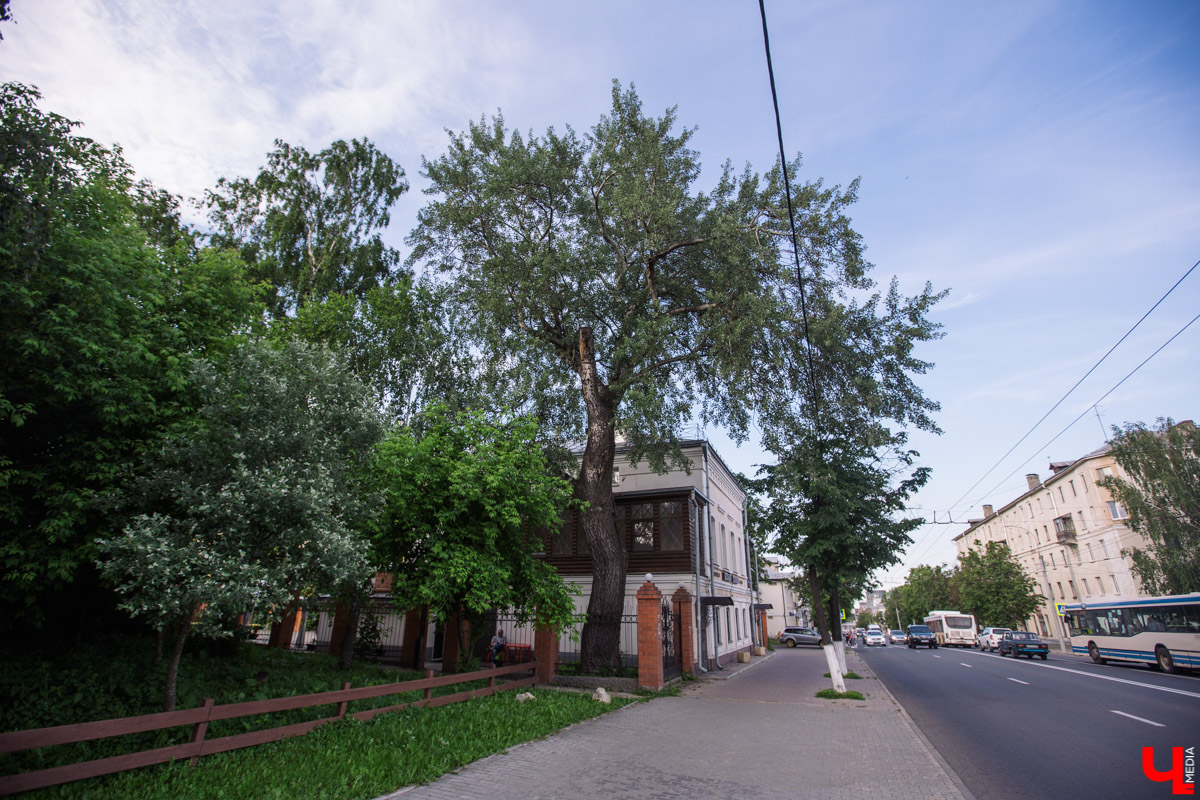 Во Владимире есть не только памятники архитектуры. Если внимательнее присмотритесь, найдете интересные природные объекты