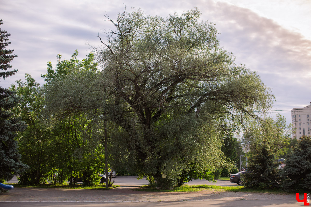 Во Владимире есть не только памятники архитектуры. Если внимательнее присмотритесь, найдете интересные природные объекты