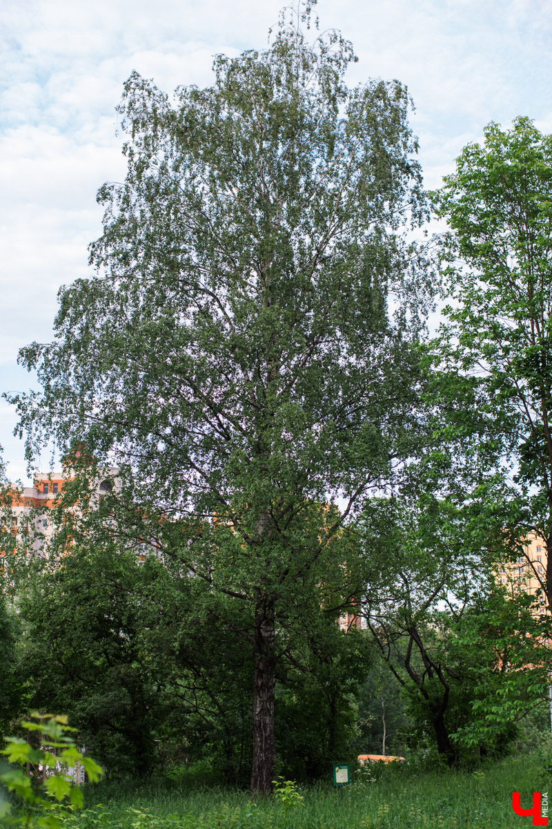 Во Владимире есть не только памятники архитектуры. Если внимательнее присмотритесь, найдете интересные природные объекты