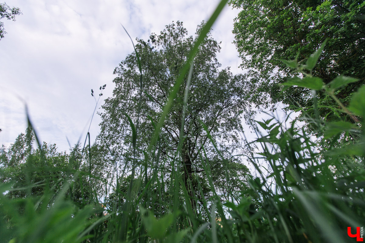 Во Владимире есть не только памятники архитектуры. Если внимательнее присмотритесь, найдете интересные природные объекты