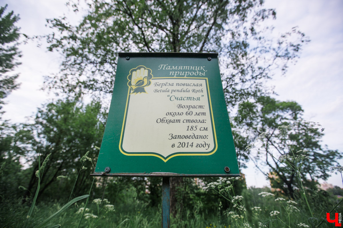 Во Владимире есть не только памятники архитектуры. Если внимательнее присмотритесь, найдете интересные природные объекты