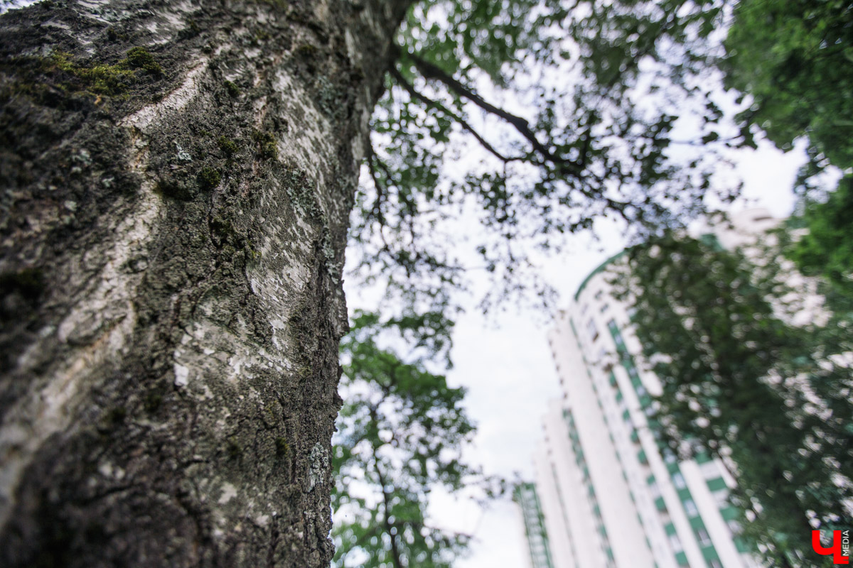 Во Владимире есть не только памятники архитектуры. Если внимательнее присмотритесь, найдете интересные природные объекты