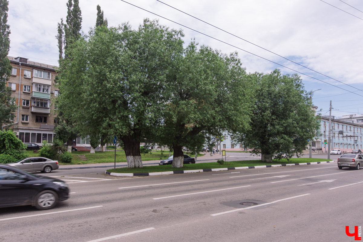 Во Владимире есть не только памятники архитектуры. Если внимательнее присмотритесь, найдете интересные природные объекты