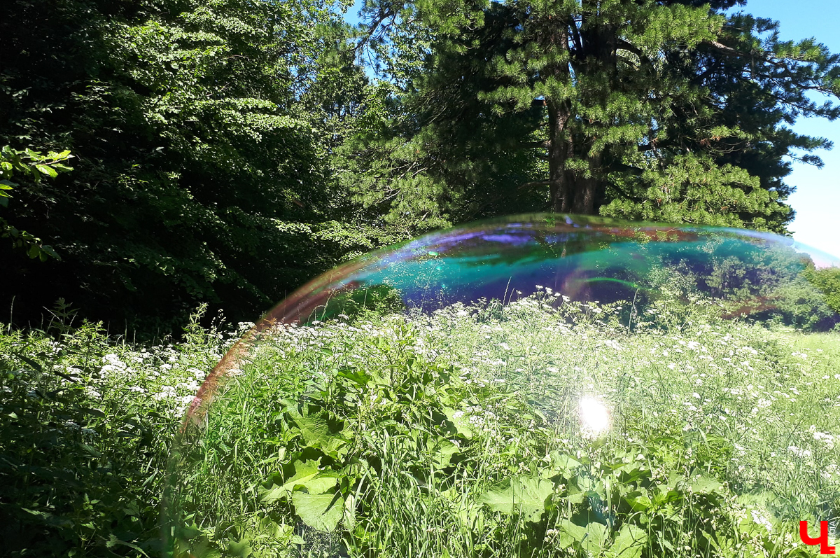 Село Выпово Суздальского района может похвастаться уникальной кедровой рощей. Это место идеально для прогулки и пикника