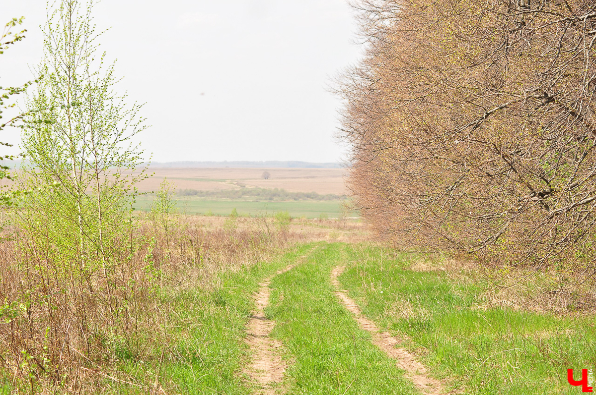 Село Выпово Суздальского района может похвастаться уникальной кедровой рощей. Это место идеально для прогулки и пикника