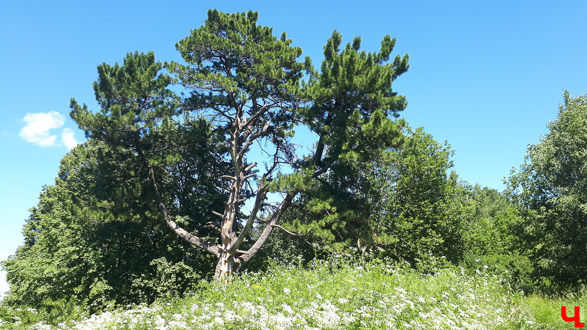 Село Выпово Суздальского района может похвастаться уникальной кедровой рощей. Это место идеально для прогулки и пикника