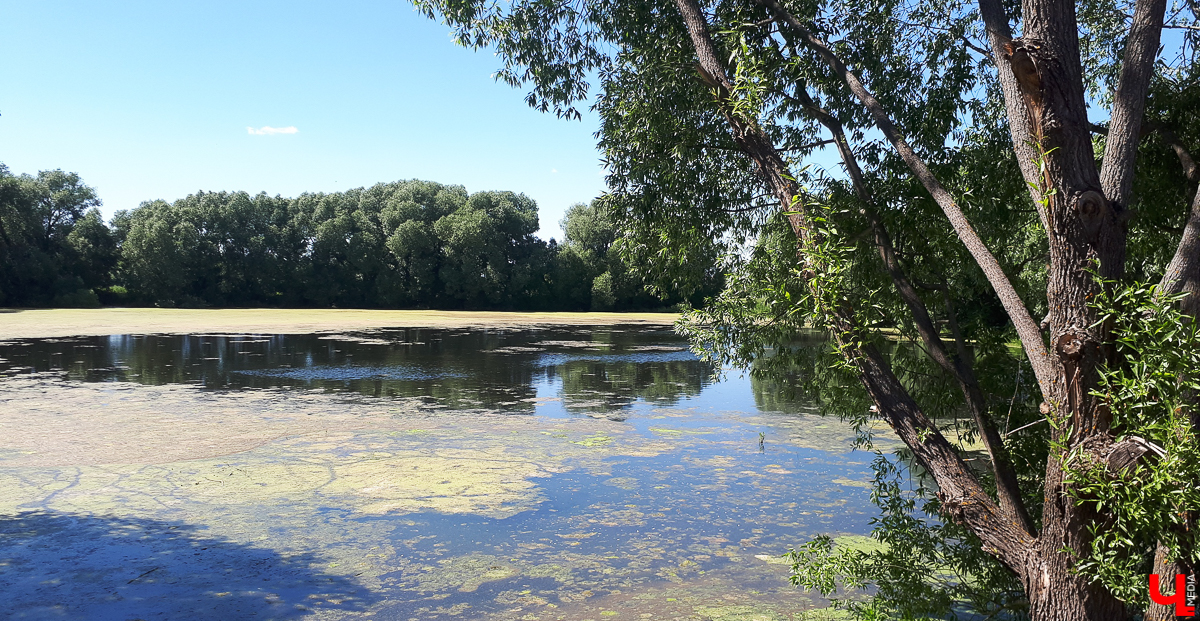 Село Выпово Суздальского района может похвастаться уникальной кедровой рощей. Это место идеально для прогулки и пикника