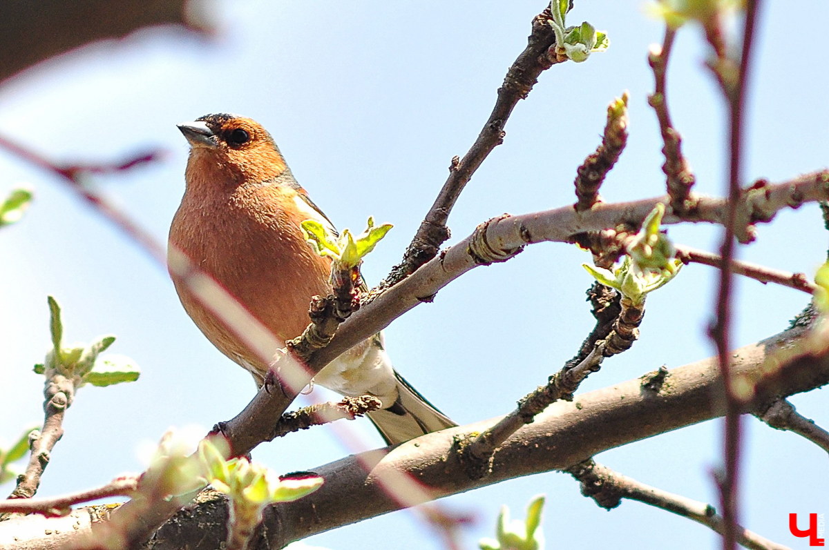 Село Выпово Суздальского района может похвастаться уникальной кедровой рощей. Это место идеально для прогулки и пикника