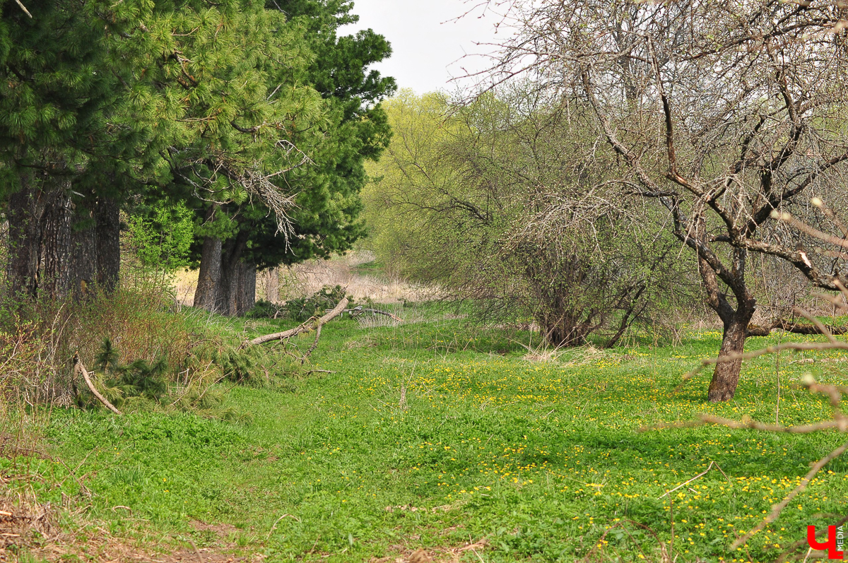 Село Выпово Суздальского района может похвастаться уникальной кедровой рощей. Это место идеально для прогулки и пикника