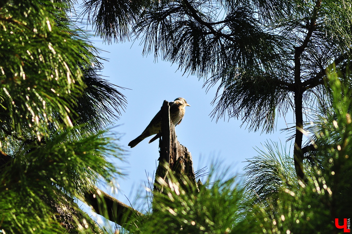 Село Выпово Суздальского района может похвастаться уникальной кедровой рощей. Это место идеально для прогулки и пикника