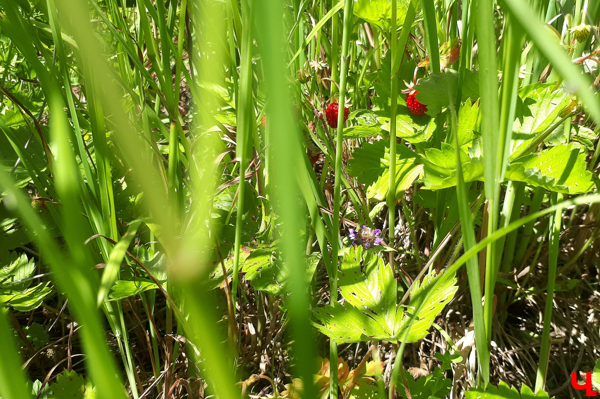 Село Выпово Суздальского района может похвастаться уникальной кедровой рощей. Это место идеально для прогулки и пикника