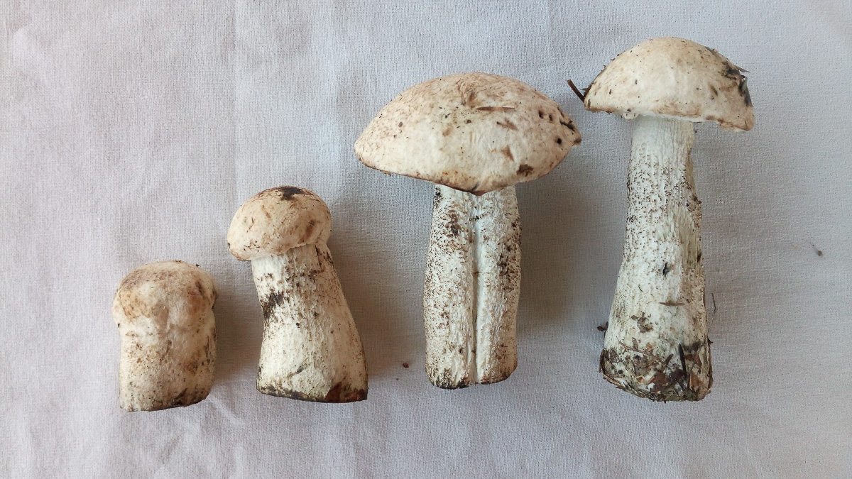 Владимирская область вошла в топ-5 самых грибных регионов России. А куда конкретно лучше ехать «на промысел»?