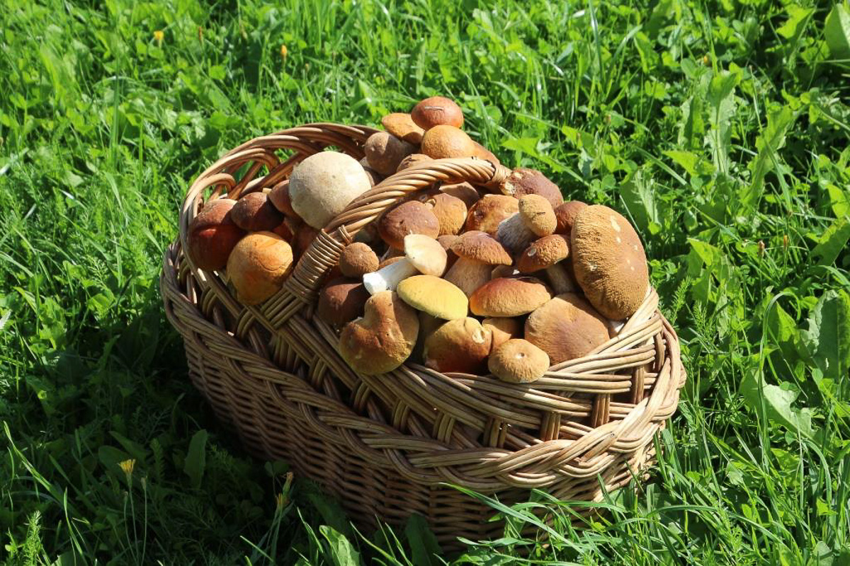 Владимирская область вошла в топ-5 самых грибных регионов России. А куда конкретно лучше ехать «на промысел»?