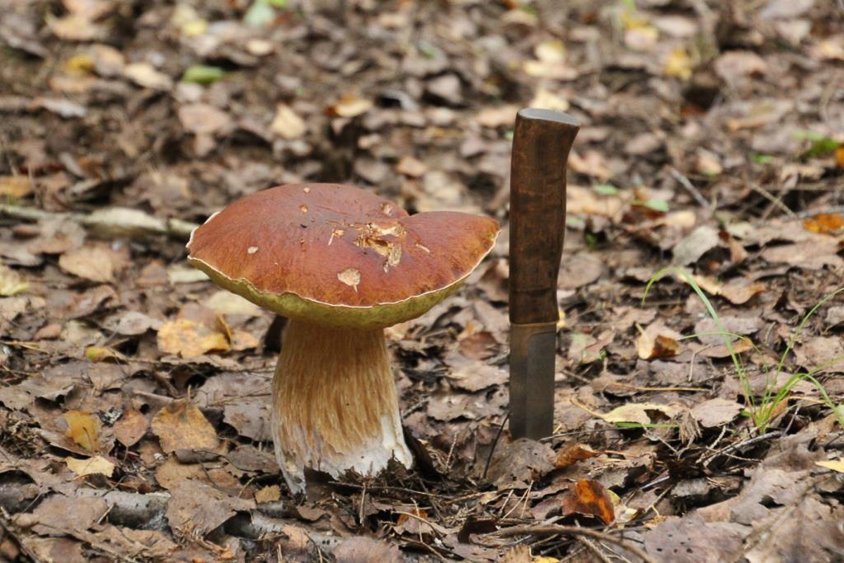 Владимирская область вошла в топ-5 самых грибных регионов России. А куда конкретно лучше ехать «на промысел»?