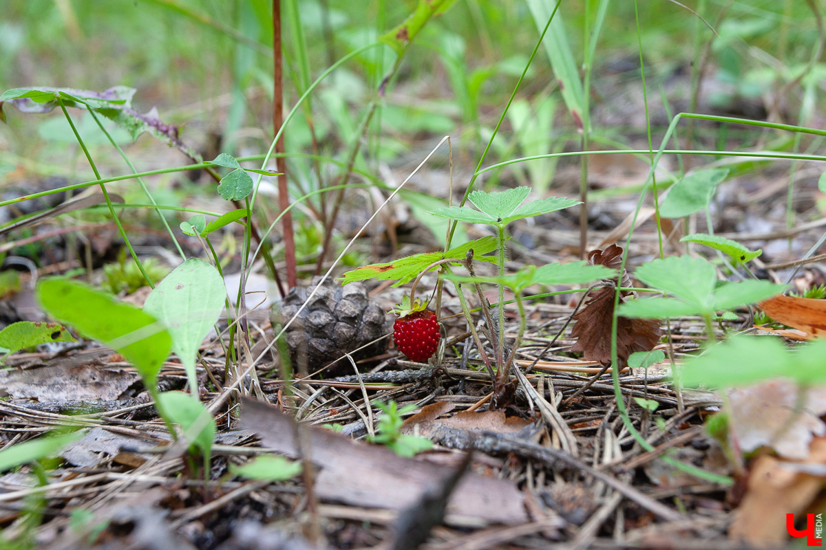 Дюкинский заказник - одно из самых популярных мест для отдыха на природе. Маршрут, достопримечательности, правила поведения - все в нашем обзоре