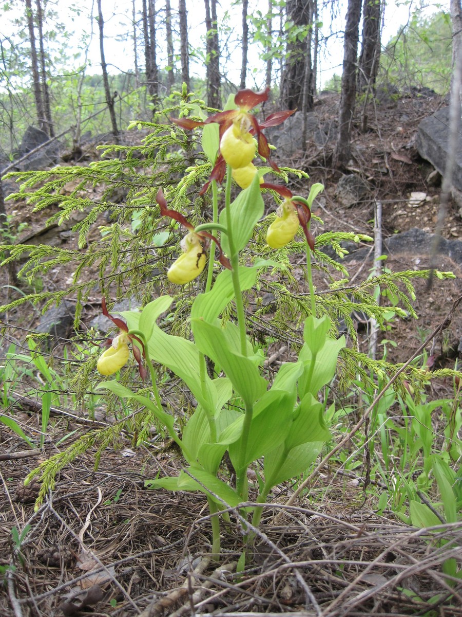 Дюкинский заказник - одно из самых популярных мест для отдыха на природе. Маршрут, достопримечательности, правила поведения - все в нашем обзоре