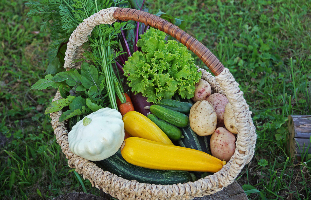 Екатеринбуржцы Елена и Алексей Поморцевы захотели переехать в деревню. Выбрали усадьбу в Камешковском районе и теперь снимают ее преображение для youtube-канала «Побег из мегаполиса»