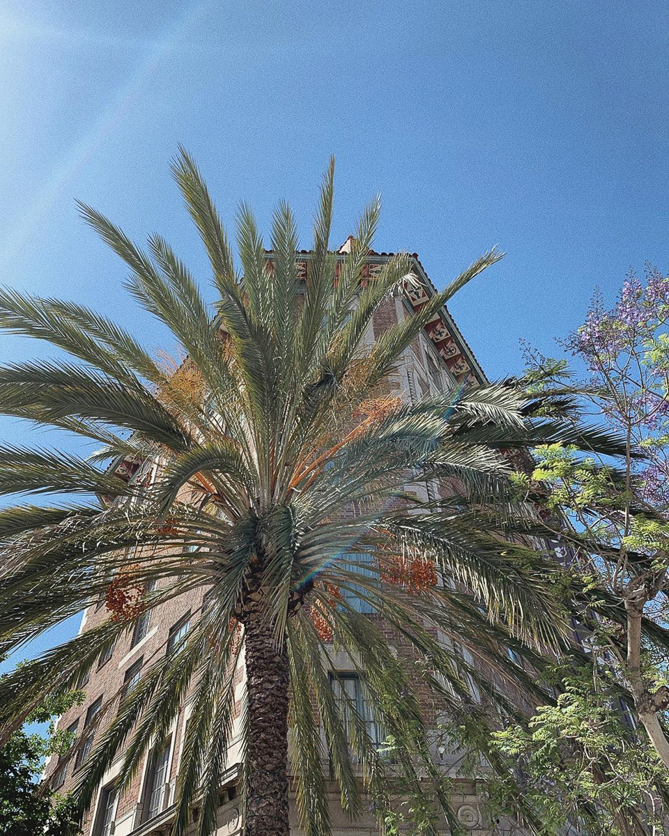 Дарья Шумник переехала из России в США и убедилась, что в Лос-Анджелесе не все так прекрасно, как показывают в фильмах. Неужели волшебный «вайб», загорелые красавчики с кубиками и кабриолеты — это лишь миф?