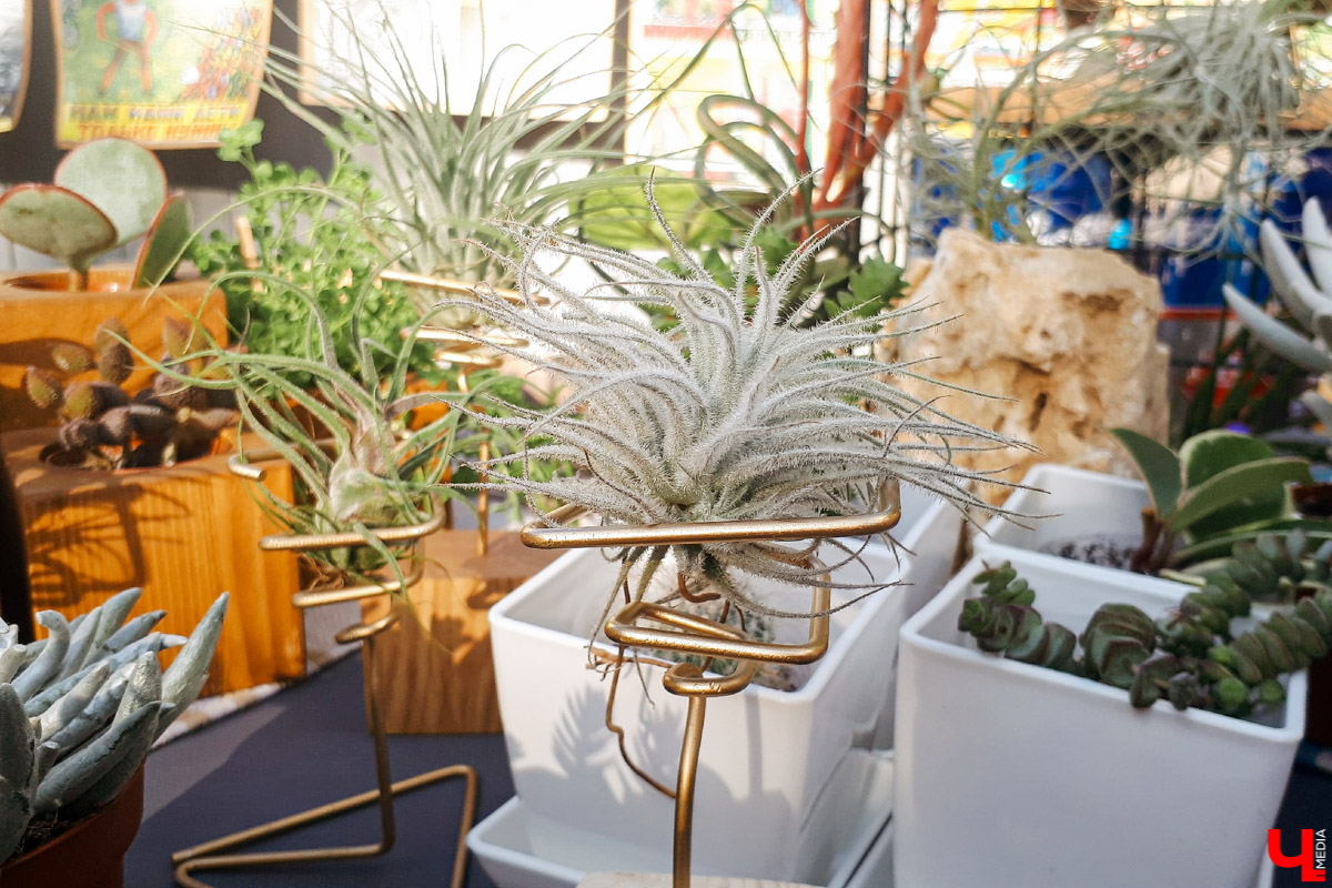 25 и 26 июля во Владимире работал «Летний маркет». На этот раз мастера хендмейда разместились в «РестоДворе» на Девической