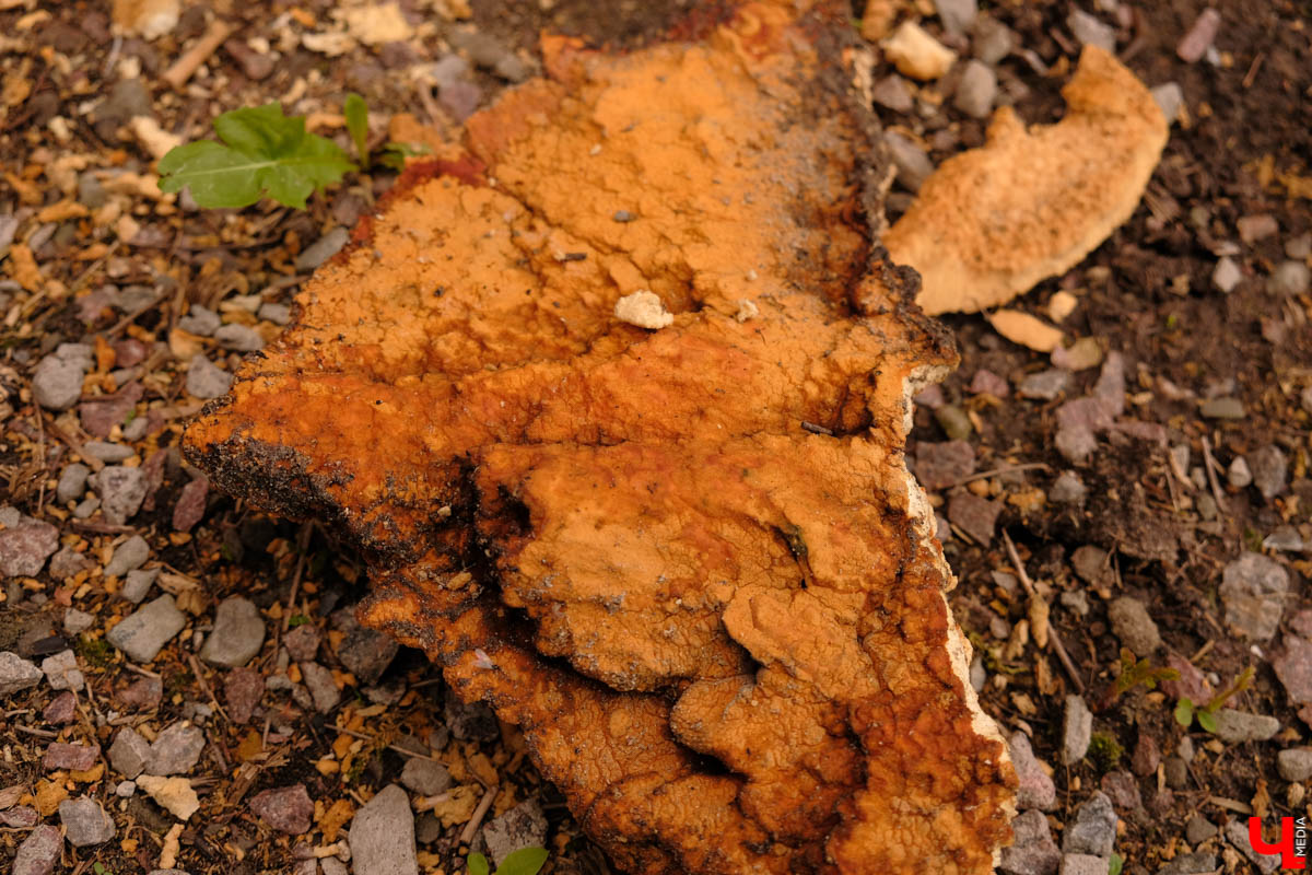 В нескольких местах Владимира стоят дома, обработанные пенополиуретаном. От времени и УФ-лучей он потрескался и принял жуткий вид
