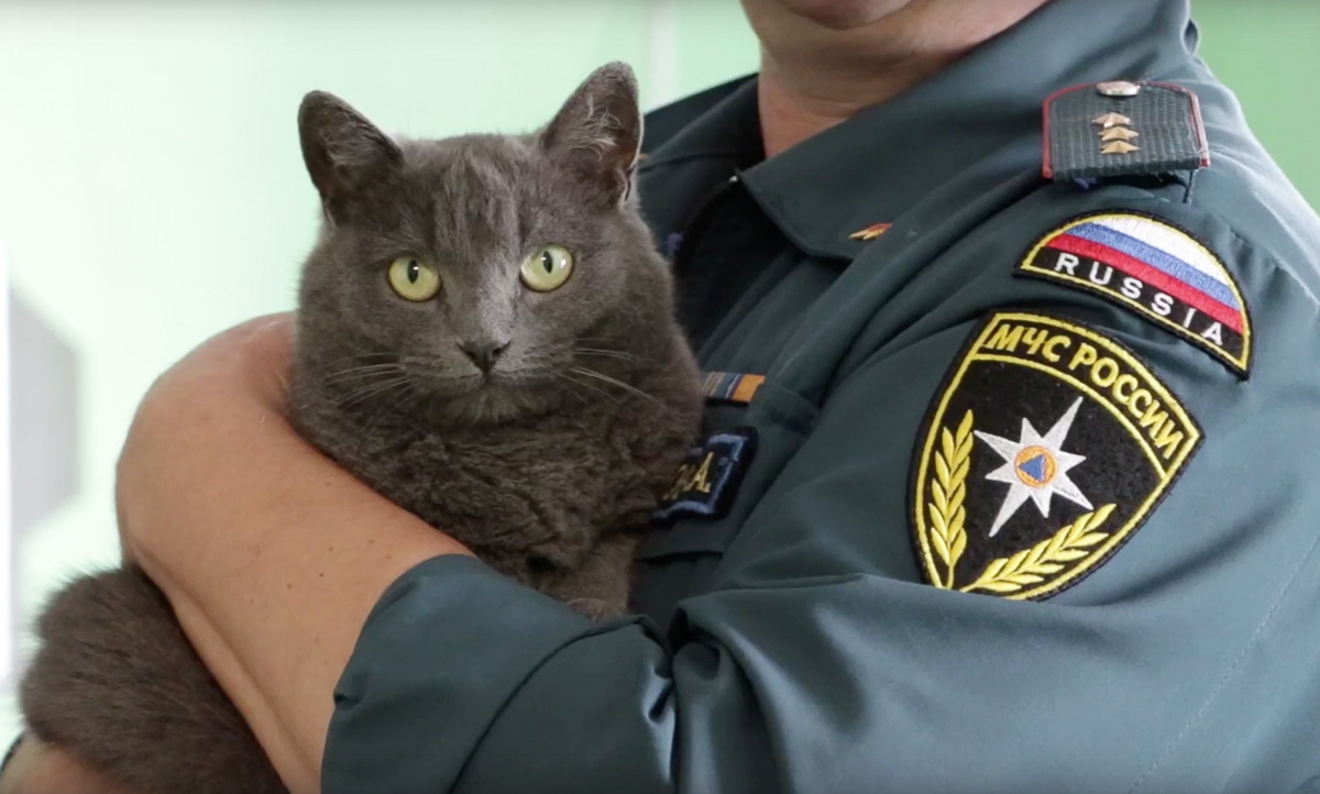 Восхитительные, известные и… хвостатые. Котики, которых знают многие во Владимирской области