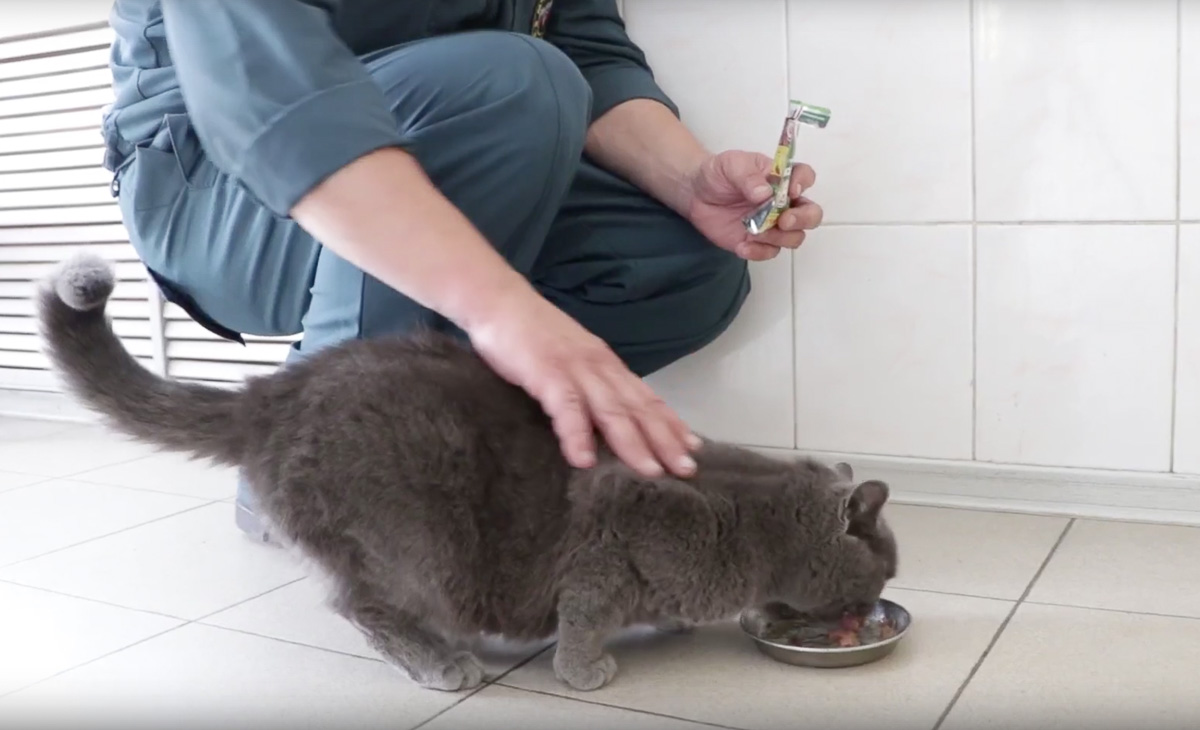 Восхитительные, известные и… хвостатые. Котики, которых знают многие во Владимирской области