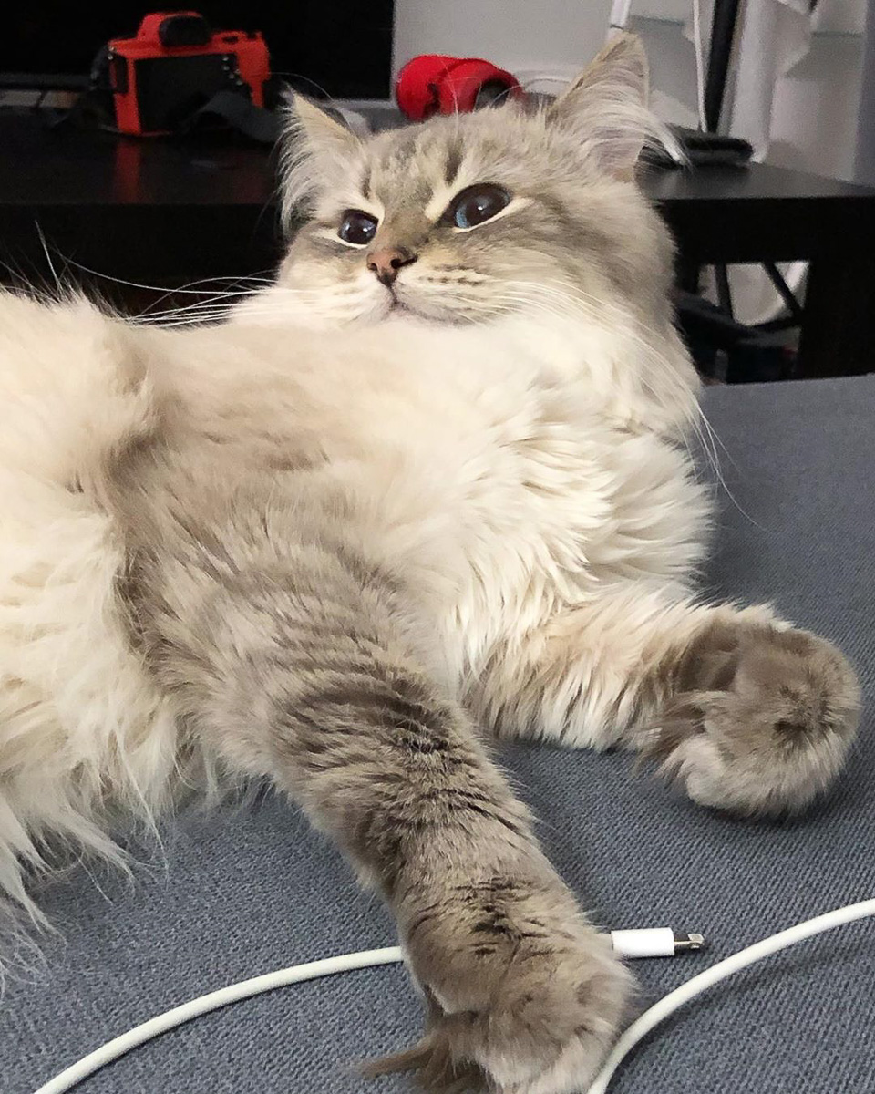 Восхитительные, известные и… хвостатые. Котики, которых знают многие во Владимирской области