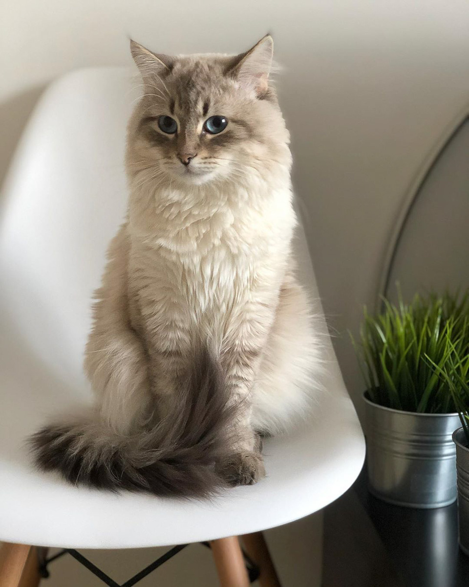 Восхитительные, известные и… хвостатые. Котики, которых знают многие во Владимирской области