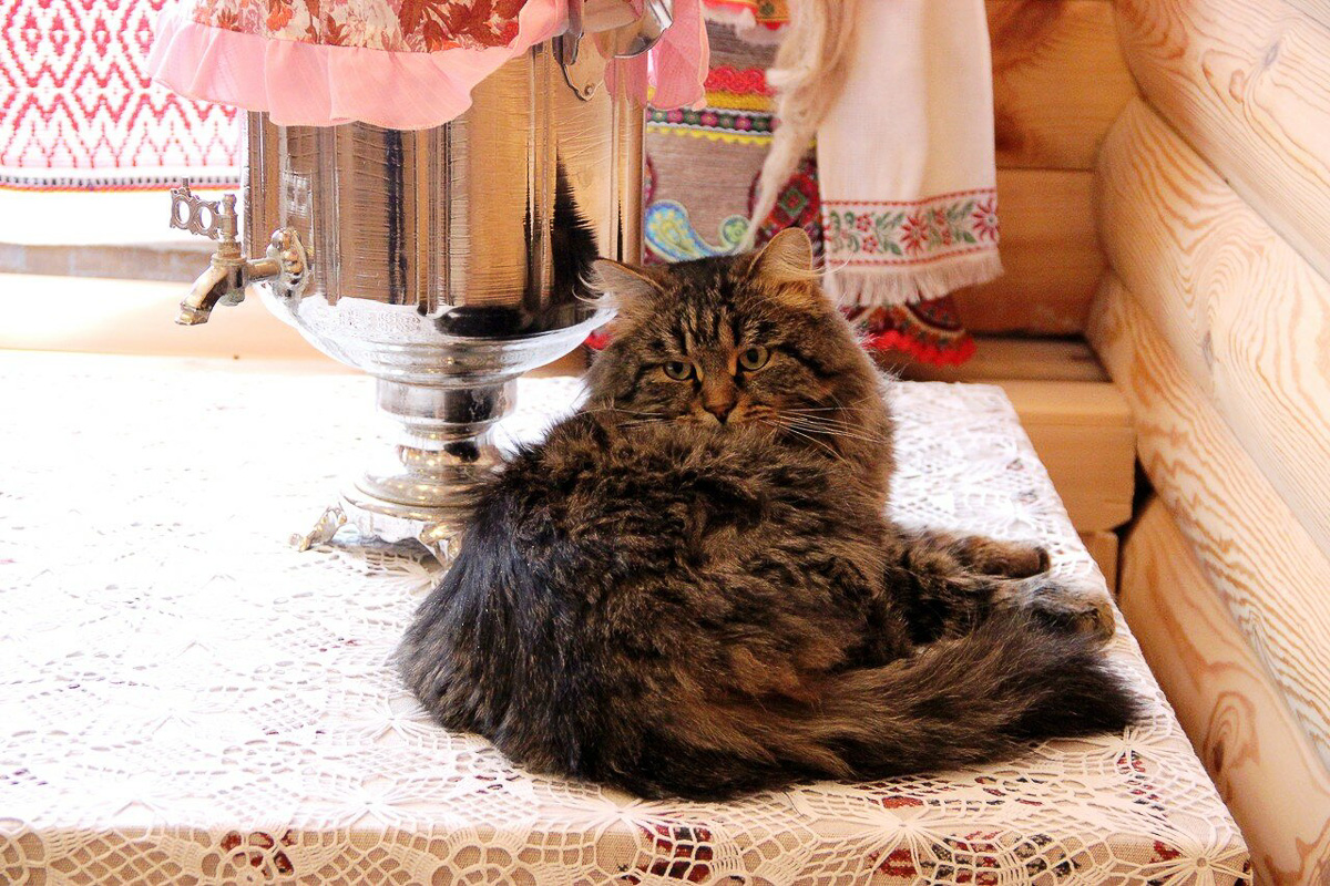 Восхитительные, известные и… хвостатые. Котики, которых знают многие во Владимирской области