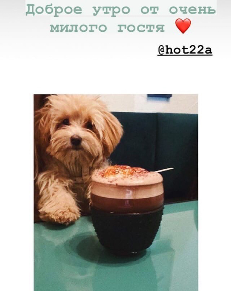 Тренд на заведения dog-friendly давно дошел и до Владимира. Мы составили обзор мест, в которых посетители уже были замечены вместе с любимыми питомцами. Причем не только с собаками