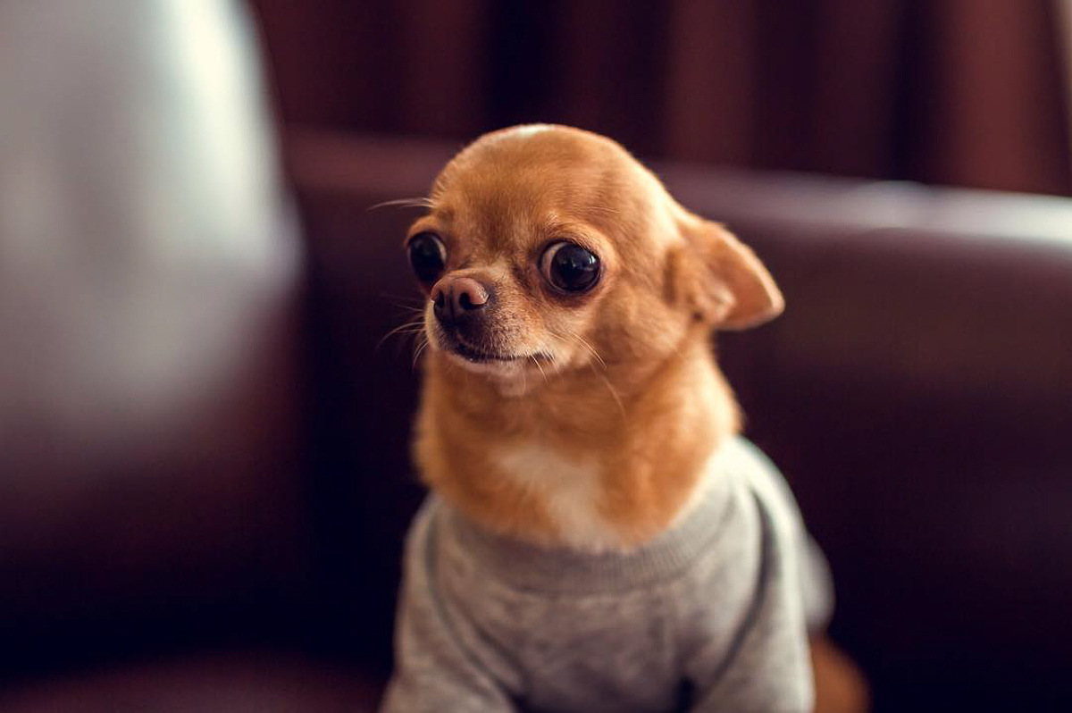 Тренд на заведения dog-friendly давно дошел и до Владимира. Мы составили обзор мест, в которых посетители уже были замечены вместе с любимыми питомцами. Причем не только с собаками