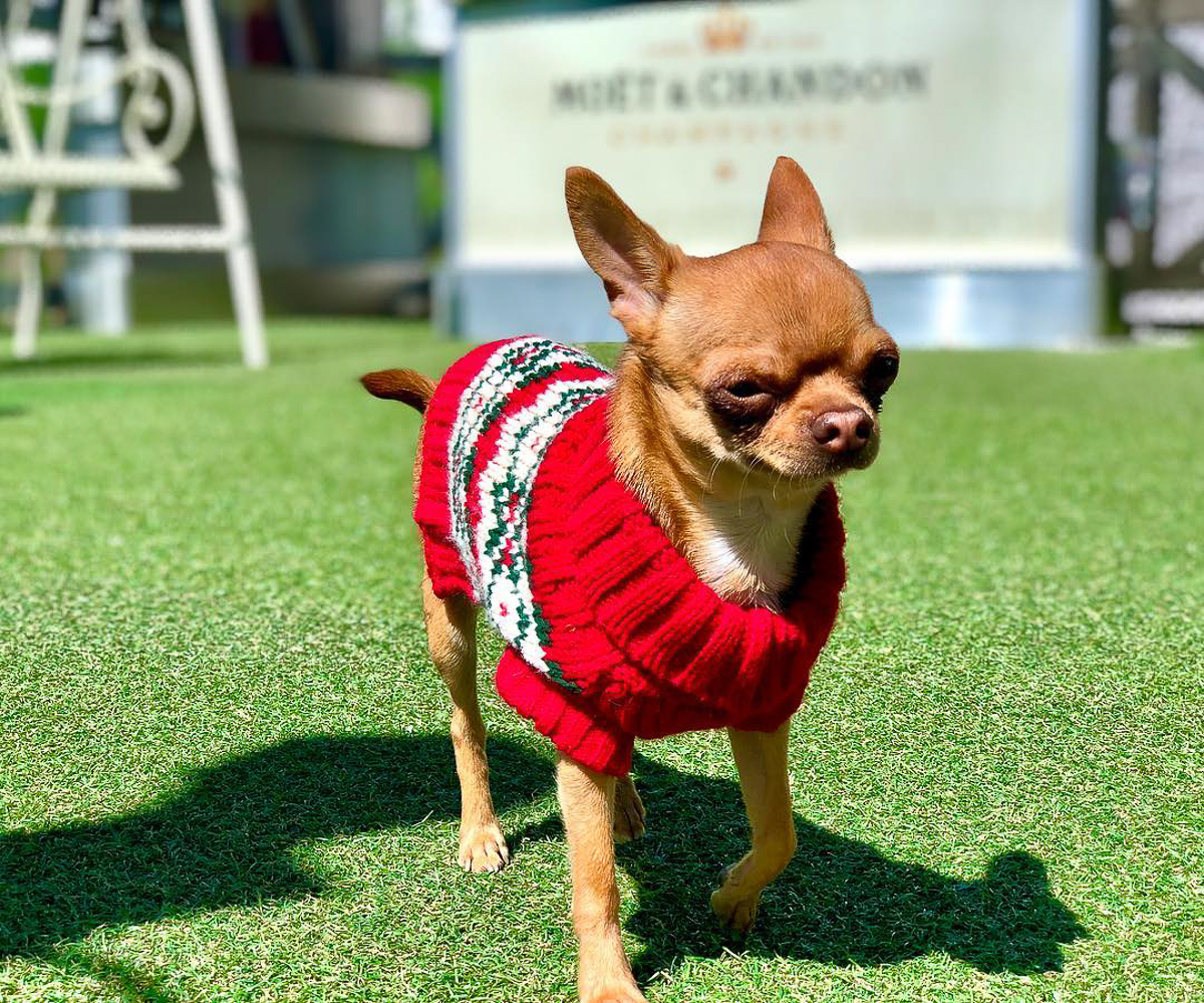 Тренд на заведения dog-friendly давно дошел и до Владимира. Мы составили обзор мест, в которых посетители уже были замечены вместе с любимыми питомцами. Причем не только с собаками