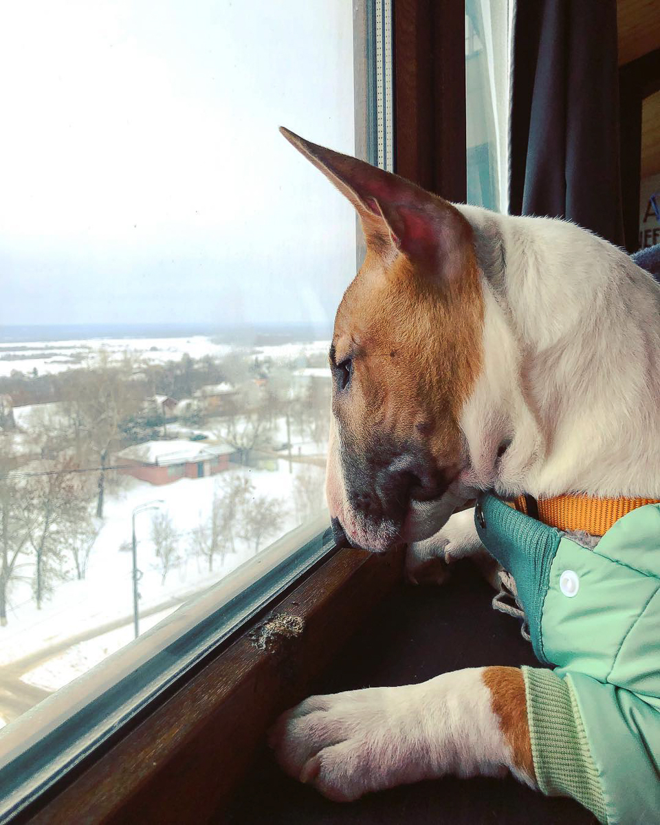 Тренд на заведения dog-friendly давно дошел и до Владимира. Мы составили обзор мест, в которых посетители уже были замечены вместе с любимыми питомцами. Причем не только с собаками