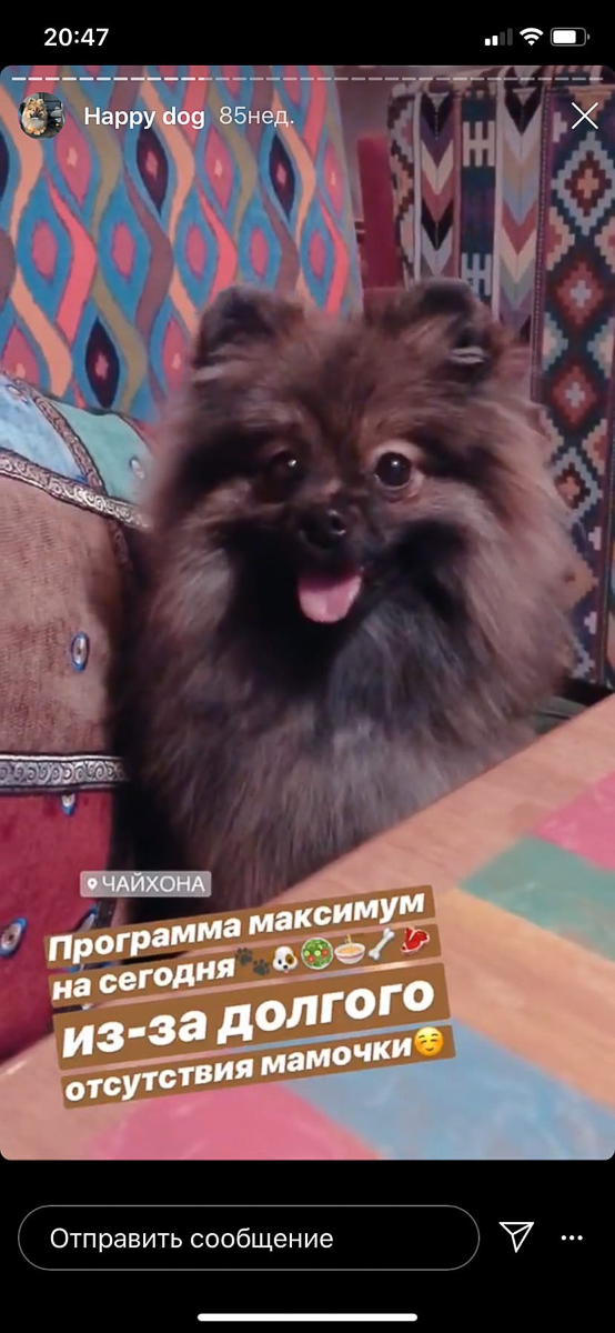 Тренд на заведения dog-friendly давно дошел и до Владимира. Мы составили обзор мест, в которых посетители уже были замечены вместе с любимыми питомцами. Причем не только с собаками