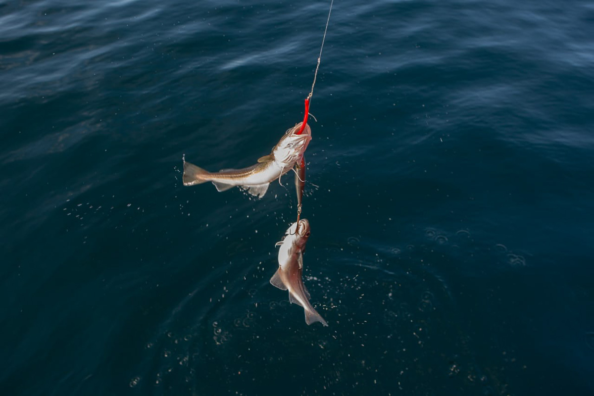 Проект «Гастрономическая карта России» начинался во Владимирской области. И недавно вышел на новый этап — стартовала сертификация ресторанов